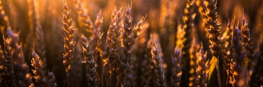 Image show the close up of ripe wheat with a low sun behind.